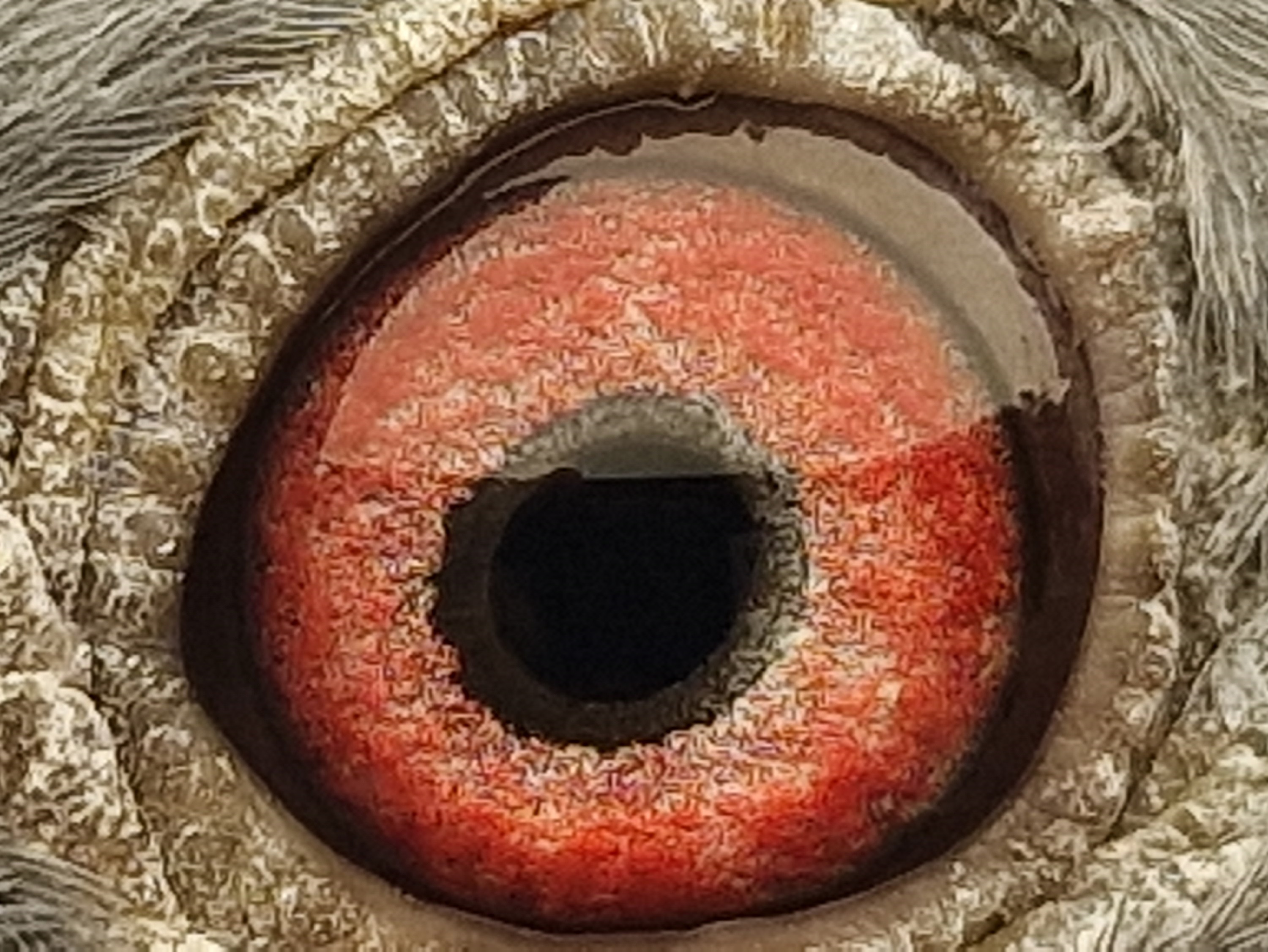 Pigeon eye